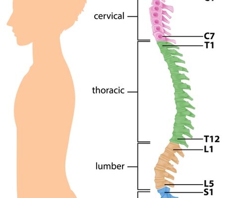 anatomy-of-the-spine-or-spinal-curves-infographic_1308-50498