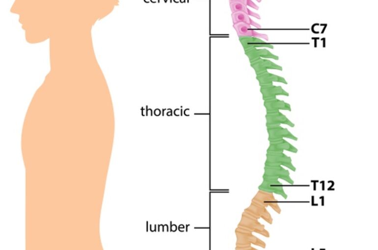 anatomy-of-the-spine-or-spinal-curves-infographic_1308-50498