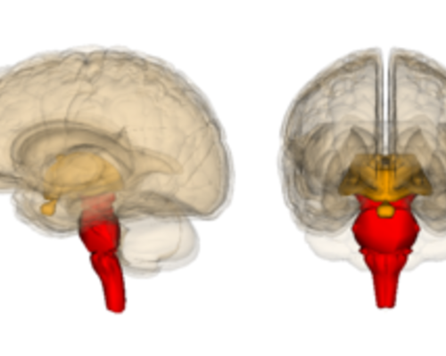 300px-Brainstem