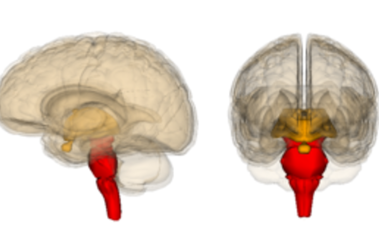 300px-Brainstem